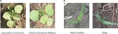 Fine-grained weed recognition using Swin Transformer and two-stage transfer learning